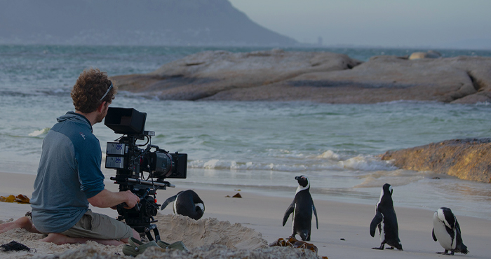 freeform quilt background